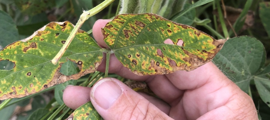 2019 Soybean Stem Canker Inoculated Variety Trial Evaluations