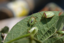 Redbanded Stink Bug Survey 4/6/20