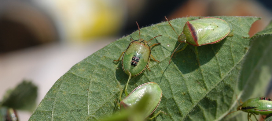 Redbanded Stink Bug Survey 4/6/20