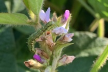 The Use of Biological Insecticides for Bollworm Management in Soybean
