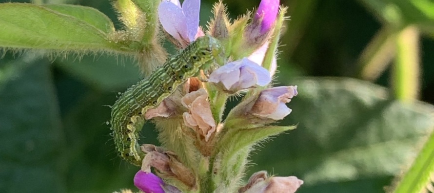 The Use of Biological Insecticides for Bollworm Management in Soybean