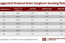 Grain Sorghum Planting and Management Recommendations