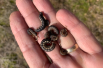 True Armyworms in Corn