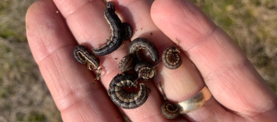 True Armyworms in Corn