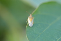 Stink Bug Situation: Browns in Corn and Redbandeds in Clover (Podcast)