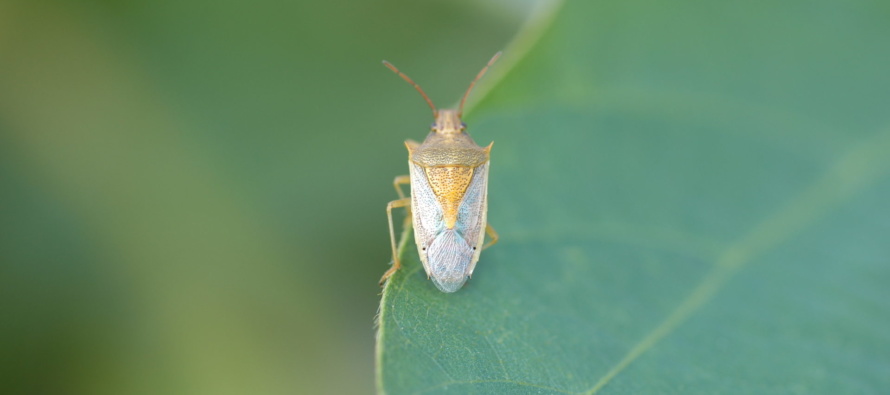 Stink Bug Situation: Browns in Corn and Redbandeds in Clover (Podcast)