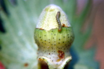 Terminating Insecticides Applications in Cotton