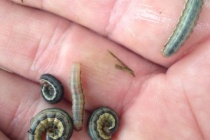 True Armyworm and Stink Bug in Wheat