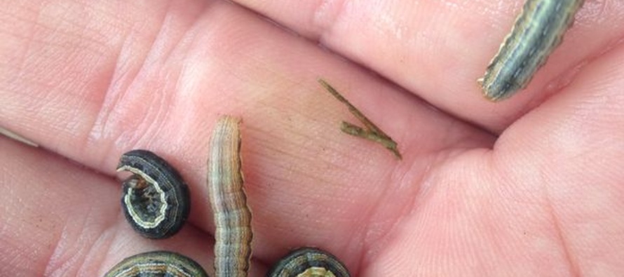 True Armyworm and Stink Bug in Wheat