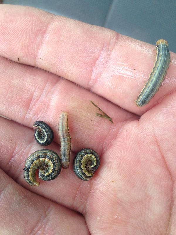 True Armyworm and Stink Bug in Wheat | Mississippi Crop Situation