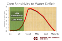 How to Improve Corn Yield by Better Timing your First Irrigation