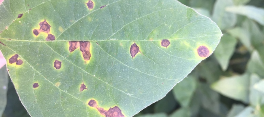 2019 Soybean OVT Foliar Disease Evaluations: Maturity Group V