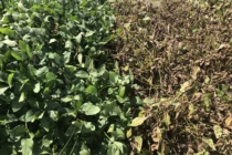 2019 Soybean OVT Foliar Disease Evaluations: Maturity Group IV