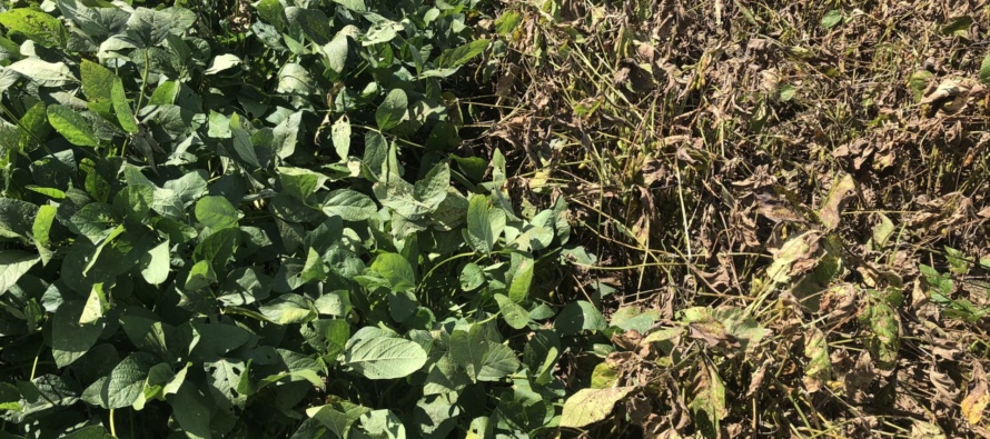 2019 Soybean OVT Foliar Disease Evaluations: Maturity Group IV