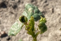 High Thrips Populations and Mississippi Cotton