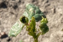 2024 Thrips Considerations