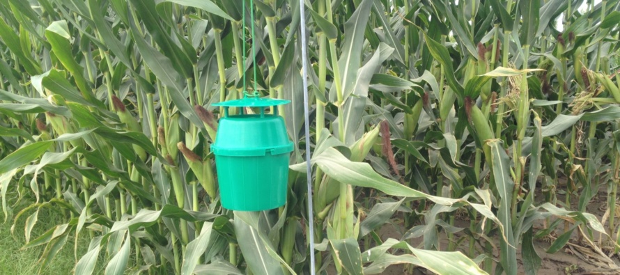 Southwestern Corn Borer Traps, July 11, 2020