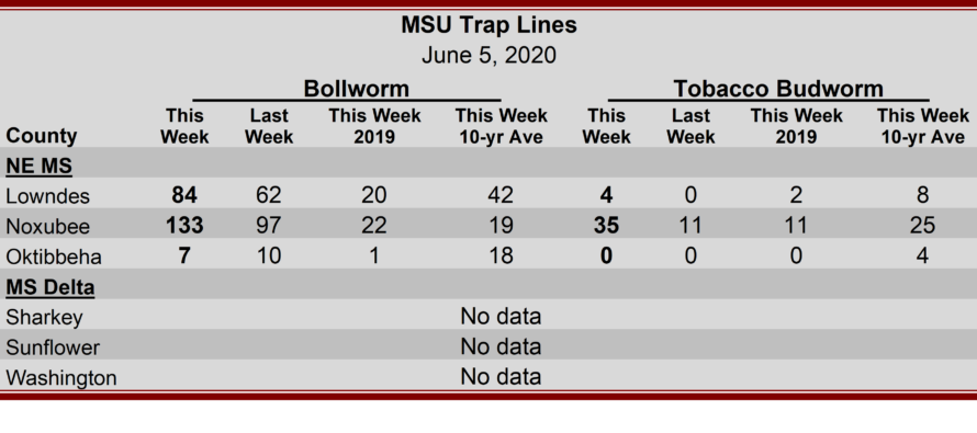 Heliothine Trap Catches, June 5, 2020