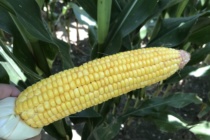 Wrapping up Late Season Corn Management- Podcast