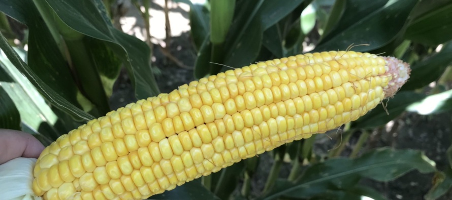 How to Improve Corn Profitability as Corn Approaches Dent Stage- Podcast
