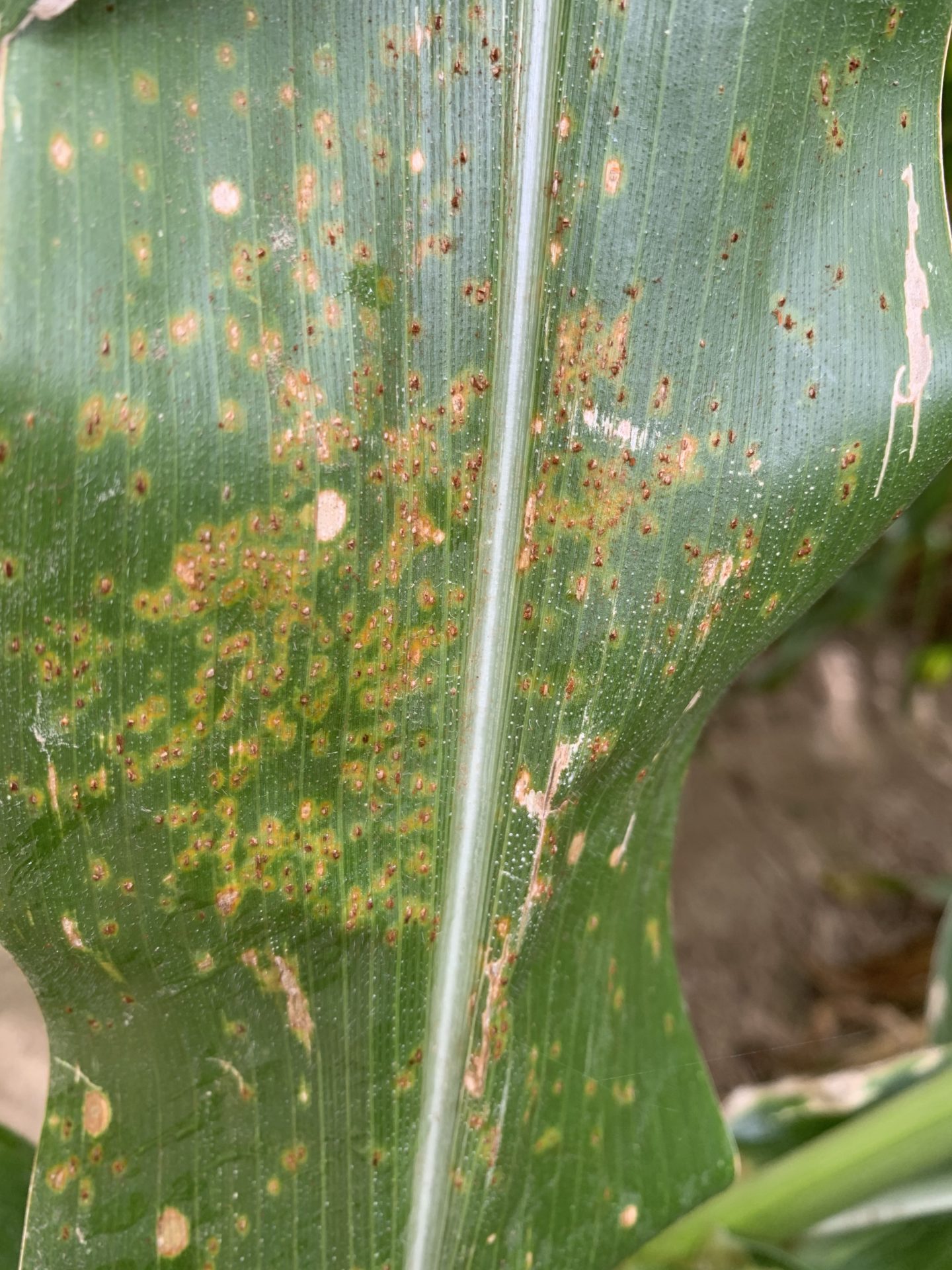 Corn Disease Update July 12, 2020 Mississippi Crop Situation