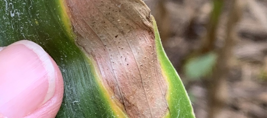 Corn Disease Update: July 12, 2020