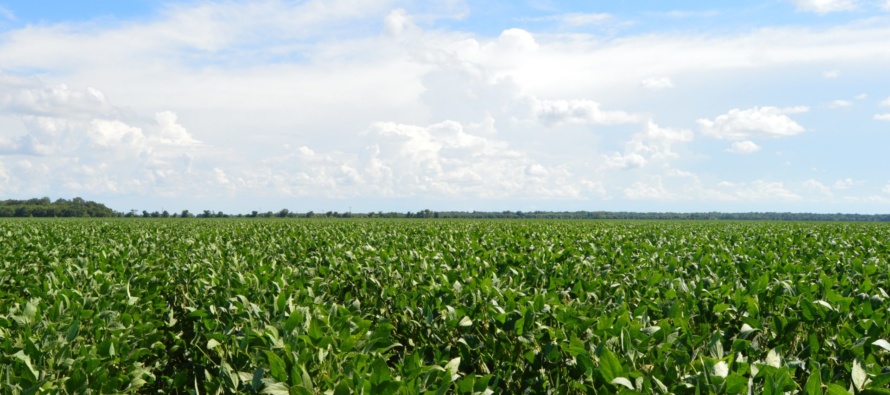 Mississippi Soybean Planting Slows (Podcast)