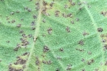 Mid-season Fungicide Treatments in Soybean (Podcast)