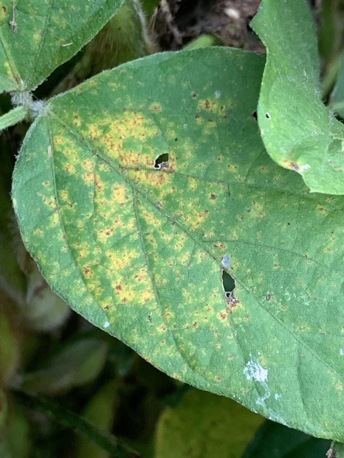 Mississippi Soybean Rust Foliar Disease Update September 5, 2020