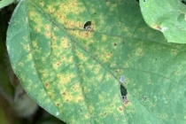 Mississippi Soybean Rust Foliar Disease Update: September 5, 2020