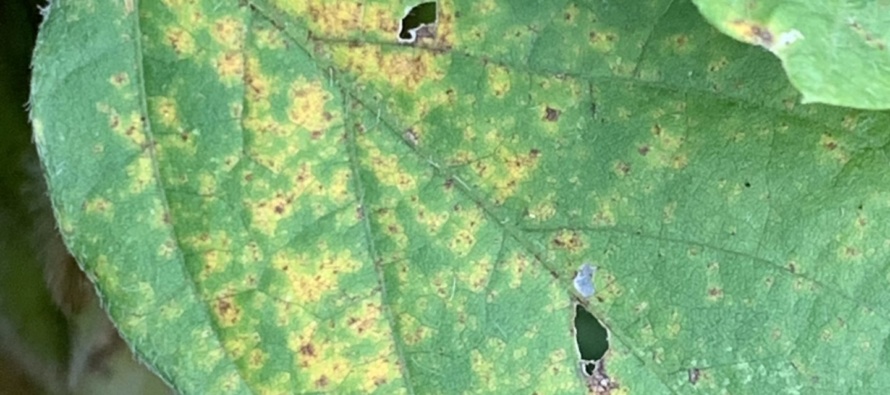 Mississippi Soybean Rust Foliar Disease Update: September 5, 2020