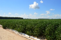 Soybean Irrigation Termination