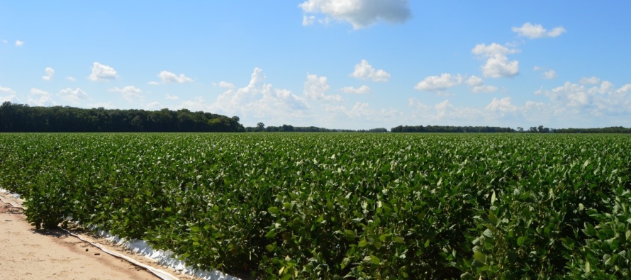 How to Determine Soybean Irrigation Termination Timing