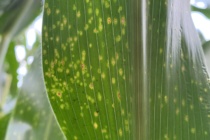 2020 MSU Corn Hybrid Trial Disease Evaluations – Irrigated Locations