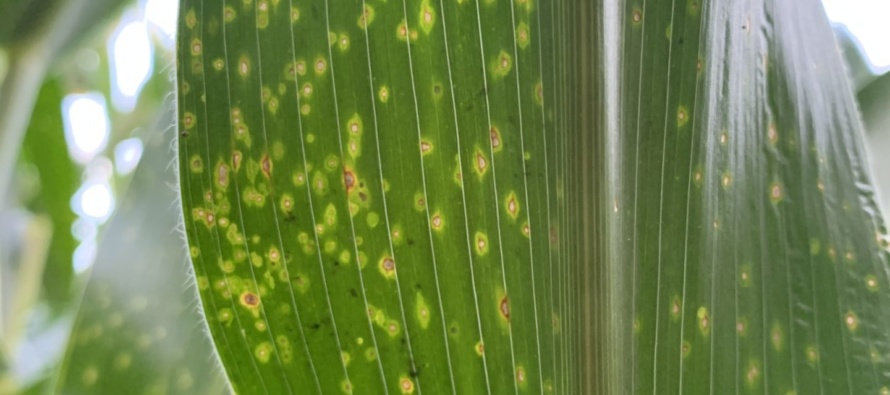 2023 MSU Corn Hybrid Trial Disease Evaluations – Irrigated Locations