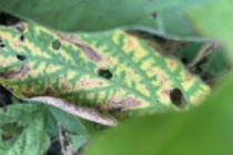 2020 Soybean Stem Canker Inoculated Variety Trial Evaluations