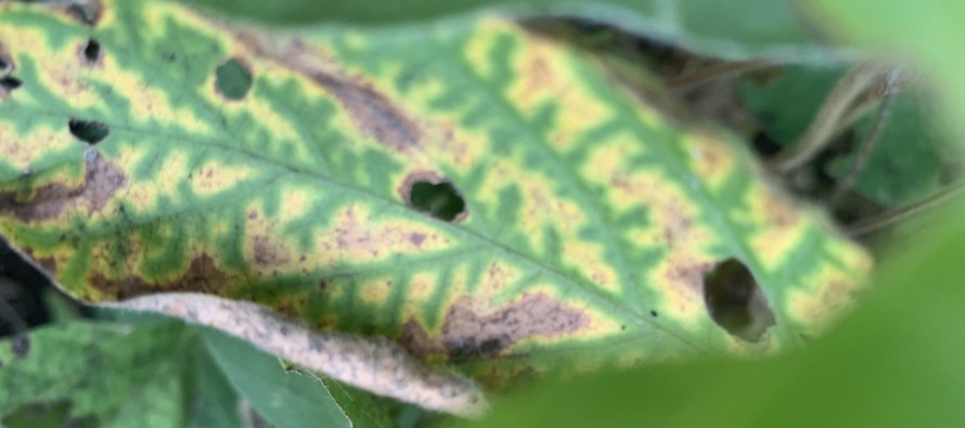 2020 Soybean Stem Canker Inoculated Variety Trial Evaluations