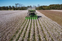 2020 Mississippi Cotton Official Small Plot Variety Trials