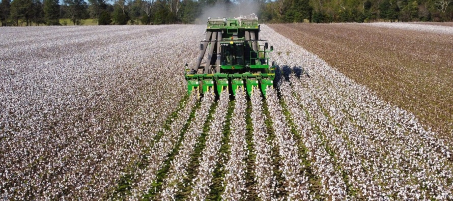 2020 Mississippi Cotton Official Small Plot Variety Trials