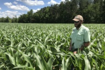 Improving Corn Response to Nitrogen Fertilizer
