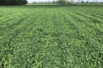 Peanut Weed Control and Herbicide Survey with Eric Prostko (Podcast)
