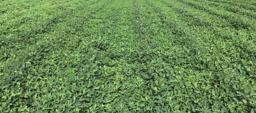 Peanut Weed Control and Herbicide Survey with Eric Prostko (Podcast)