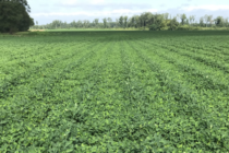 2021 MSU Row Crop Educational Programs- Peanut Production Update