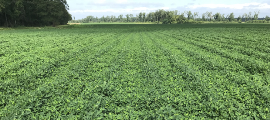 2021 MSU Row Crop Educational Programs- Peanut Production Update