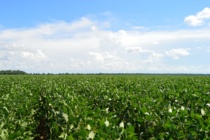 2021 MSU Row Crop Educational Programs – Soybean Planting Considerations
