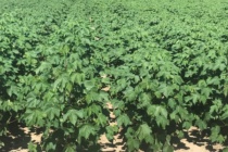 2021 MSU Row Crop Educational Programs – Cotton Production