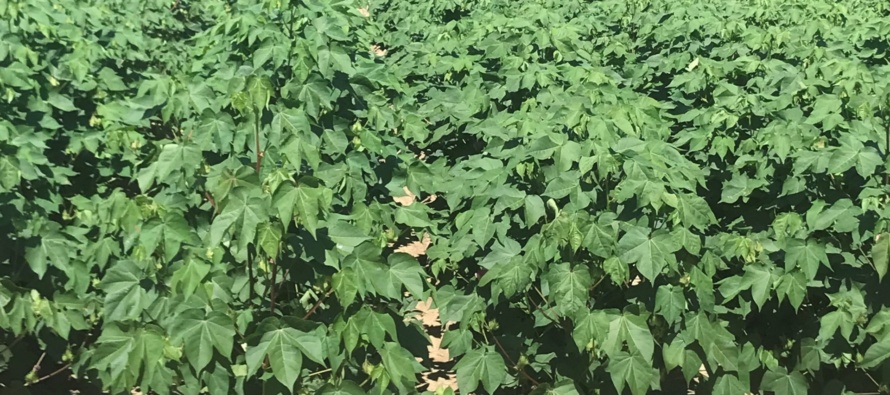 Jay Mahaffey with More on Cotton PGRs (Podcast)