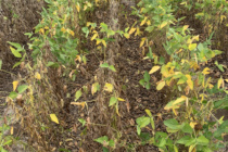 2020 Soybean OVT Foliar Disease Evaluations: Maturity Group V