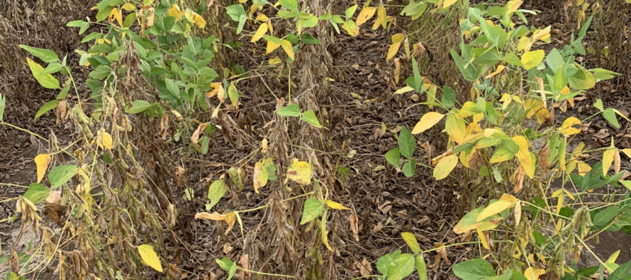 2020 Soybean OVT Foliar Disease Evaluations: Maturity Group V