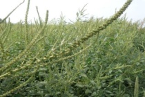 Palmer amaranth